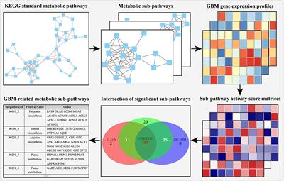 Inference of Subpathway Activity Profiles Reveals Metabolism Abnormal Subpathway Regions in Glioblastoma Multiforme